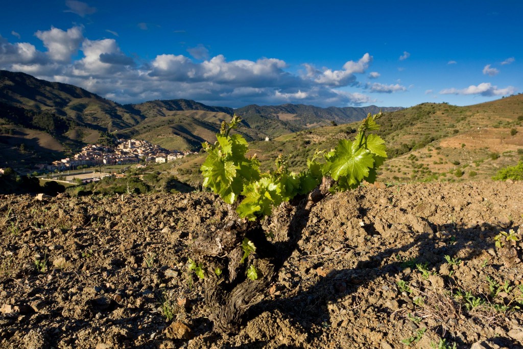 DOQPriorat.jpg