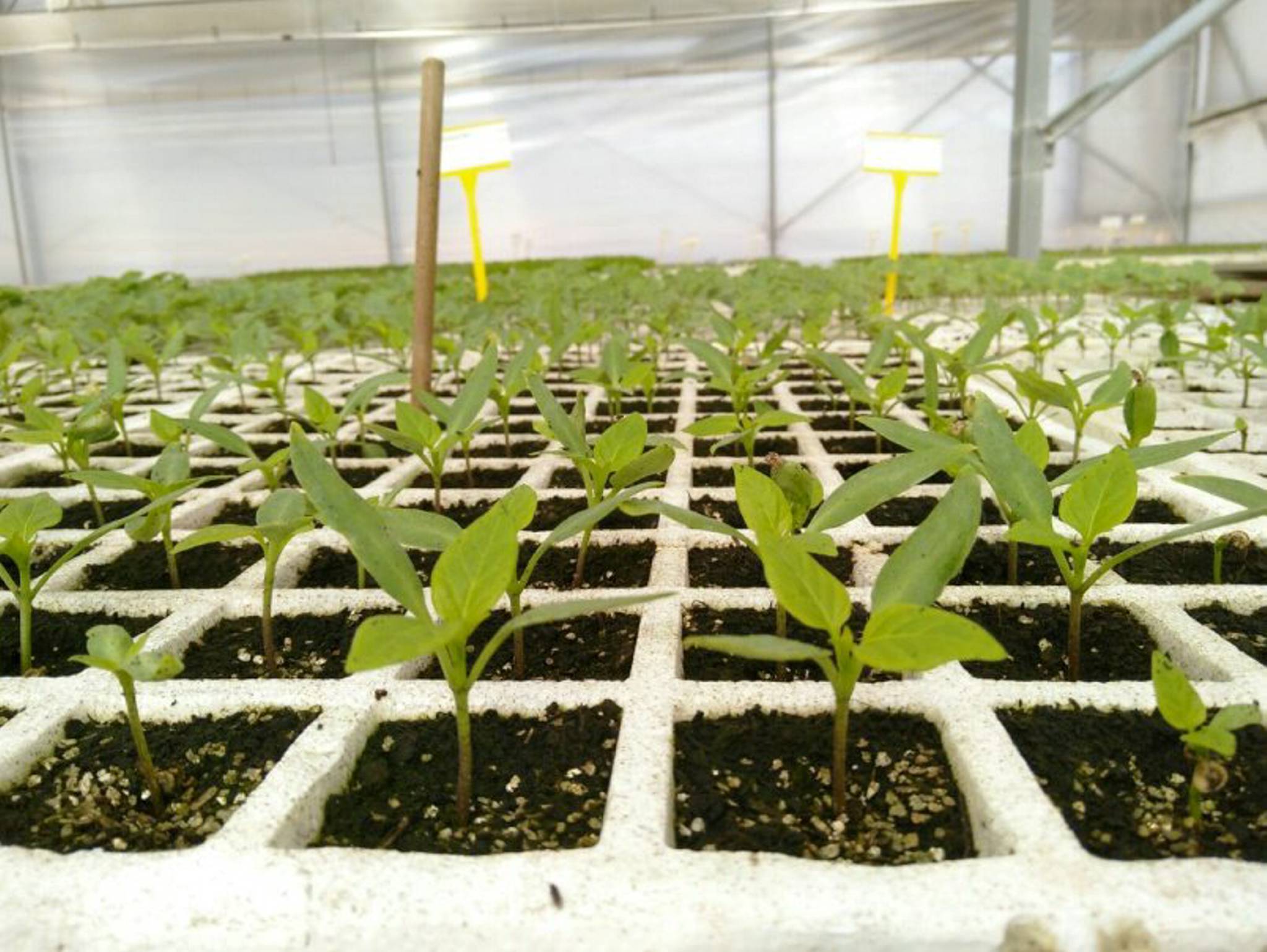 planter