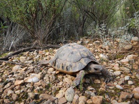 tortuga